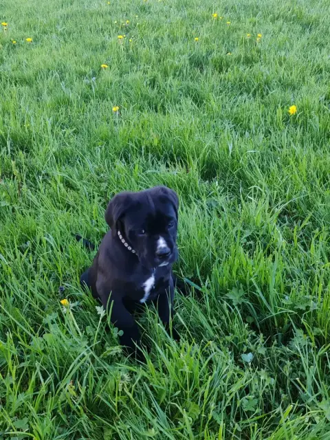 Cane Corso  Blacky Des Gardiens De Lennantony