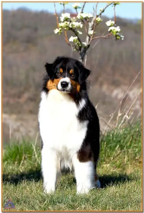 Berger Australien  Chiot 2 Des Bergers De La Tribu De 8c5d4 photo 3
