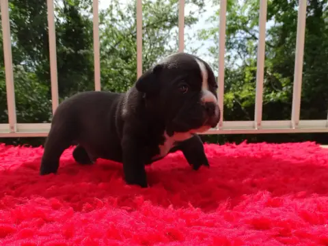 Bulldog Continental  Balzac Du Mont De L'Aigle photo 3