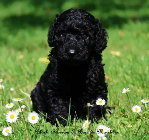 Caniche  Black Blossom Du Bois De Morchène photo 3