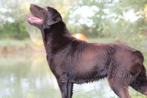 Labrador Retriever  Chiot N°4 Du Moulin De Madjurie 7a41e photo 3