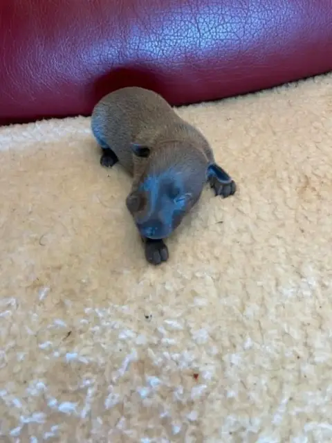 Petit Levrier Italien  Chiot 6 Des Princes De Kazan 276db