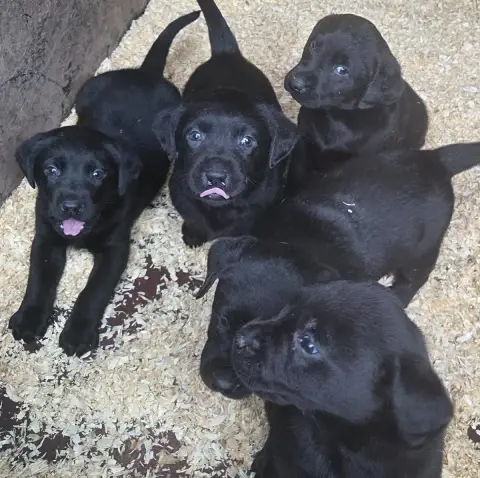 Labrador Retriever  M5 Du Perrier De Largeron