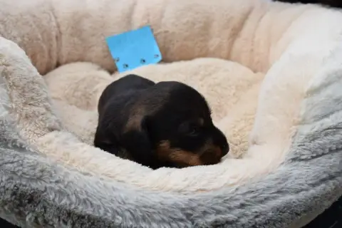 Teckel Poil Dur  Chiot N°4 Du Domaine Du Brame photo 3