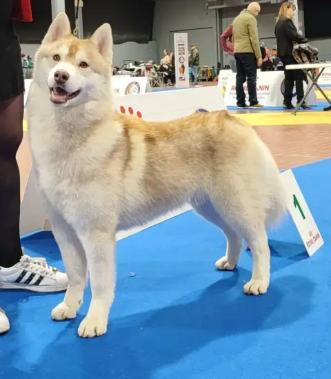Siberian Husky  Bounty De L'Etoile Bleu Polaire photo 2