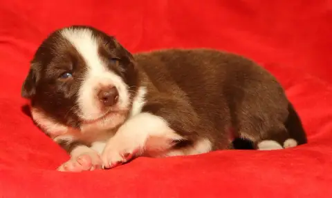 Border Collie  Baylan Du Trident De Valfred photo 2