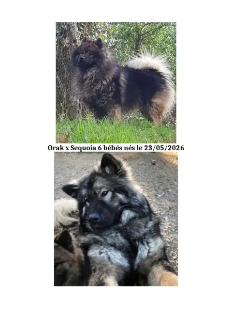 Eurasier  Miss Bleu Des Hauts De Chamboursat
