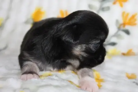 Chihuahua  Chiot N°3 Des Joyaux De La Sambre