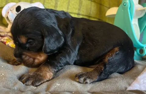 Cocker Spaniel Anglais  B.............. Des Etangs De aff6a photo 2