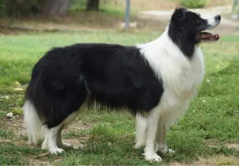 Border Collie  Bandit photo 2