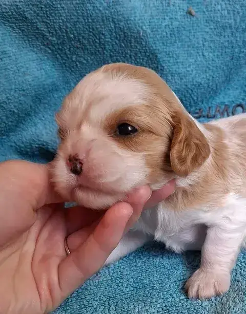 Cavalier King Charles Spaniel  Chiot N°3 De L'Elite D 4949d photo 2