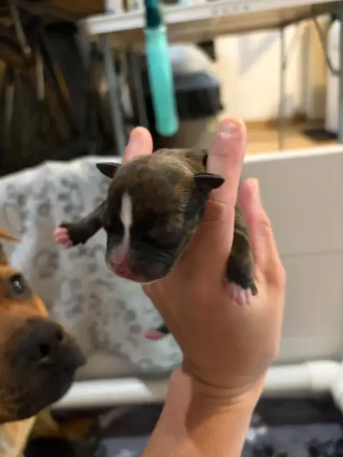 Staffordshire Bull Terrier 
                        B 24d50
