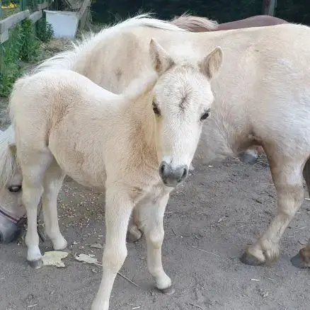 Jeunes Shetlands