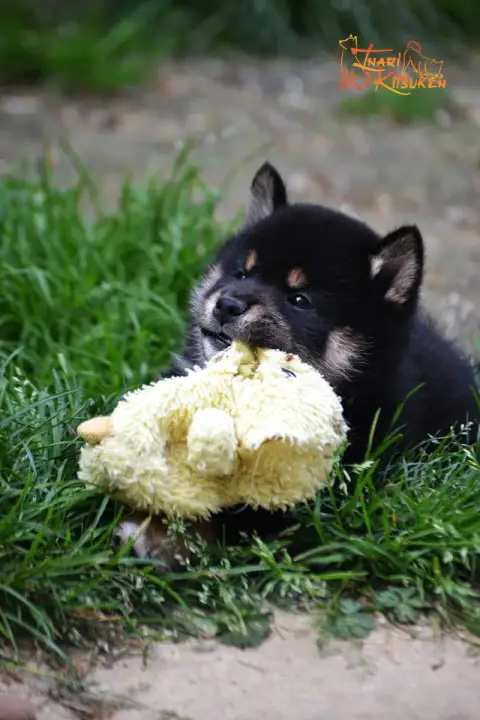 Shiba  Shoto Go Inari Kitsuken photo 3