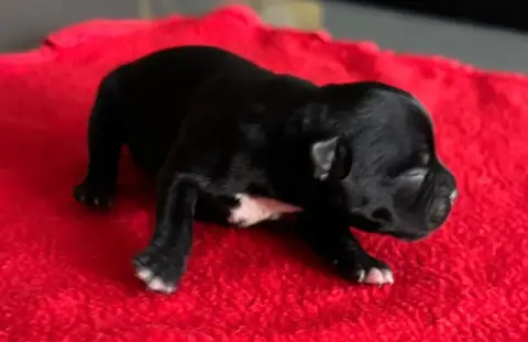 Staffordshire Bull Terrier  B...... Juste Little Ange f2783