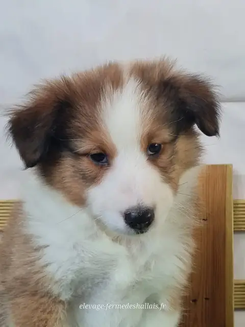 Shetland Sheepdog  Banzaï Du Mont De La Chenaie