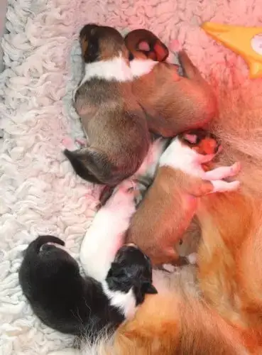 Shetland Sheepdog  Bb Louis Des Bordes Rouges