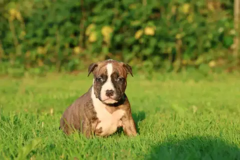 American Staffordshire Terrier  Battle Born De Rockst 17077 photo 2