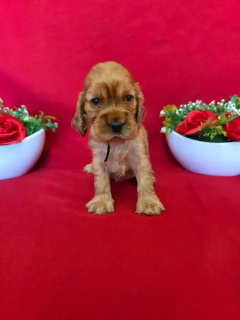 Cocker Spaniel Anglais  B........... Du Domaine De St 2b3db