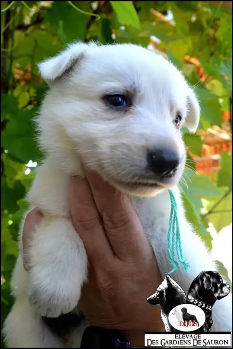 Berger Blanc Suisse photo 3