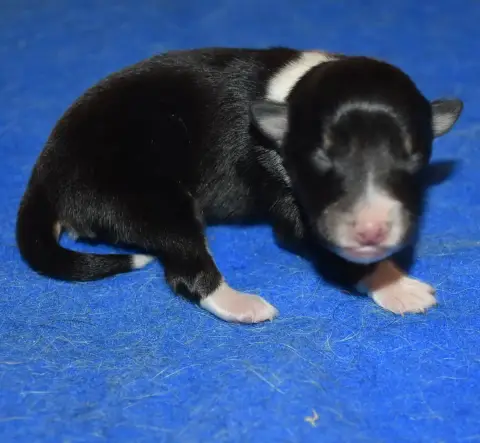 Shetland Sheepdog