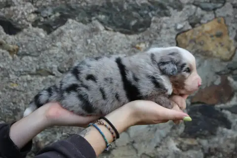 Berger Australien  Chiot 4 De La Vallée De L'Hyrome 2c125 photo 3