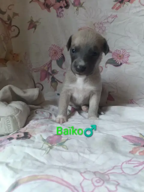 Whippet  Baïko Hakuna'Matata Kipepeo photo 2