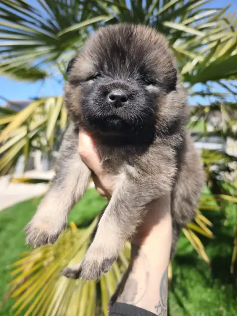 Eurasier  Noir Des Cerberes De Gaïa