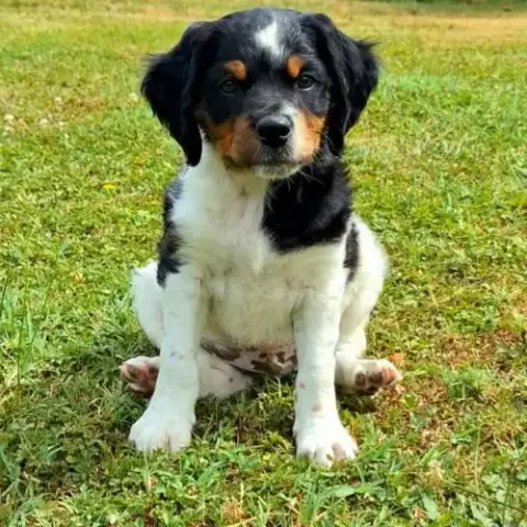Chiots Épagneul Breton Lof Grd Origines