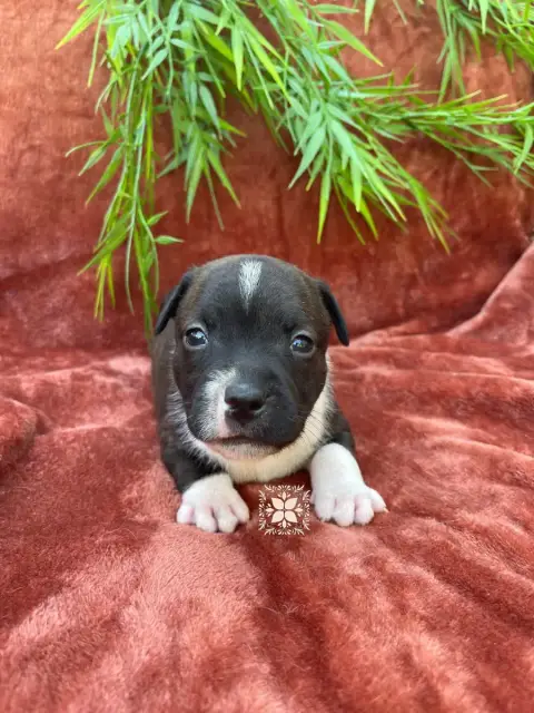 Staffordshire Bull Terrier photo 3