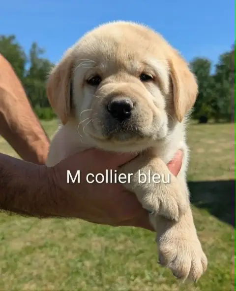 Labrador Retriever photo 2