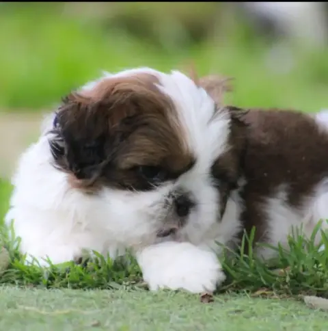 Shih Tzu  By The Way Banksy Des Merveilles Du Mas