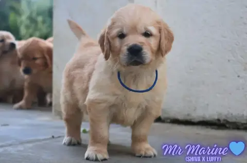 Golden Retriever  Mr Marine De La Vallée Des Golden D 778c3