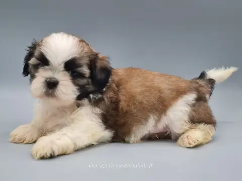 Shih Tzu  Bélénos Du Mont De La Chenaie photo 3
