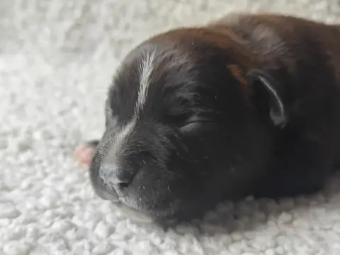 Staffordshire Bull Terrier  Chiot N°2 Des Ecrins Du G e21c2 photo 3