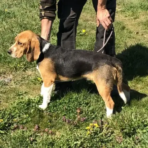 Vend 2 Beagles Mâles