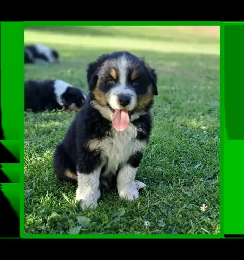 Berger Australien  Mr Vert Noir Tricolore Des Racines 1858c