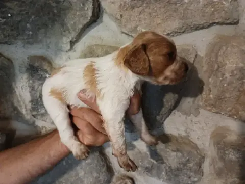 Epagneul Breton  Chiot N°6 Des Terres Aniciennes