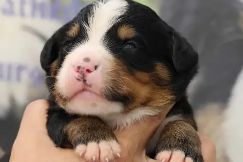 Bouvier Bernois  Chiot N°1 De La Cathedrale Des Ours 63efb photo 2