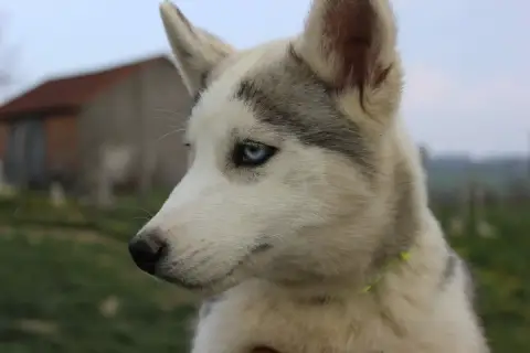Siberian Husky  Alaya Du Mont Beloukha