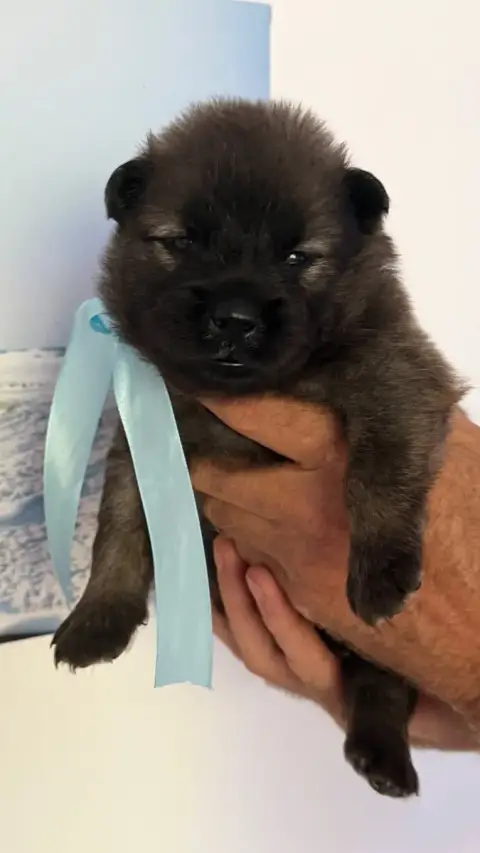 Eurasier