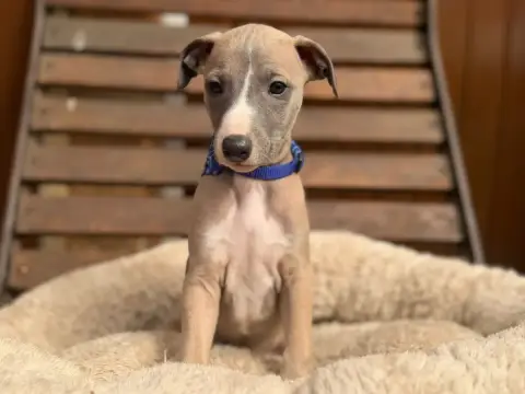 Whippet  Baikal Bleu Du Cèdre Enchanté