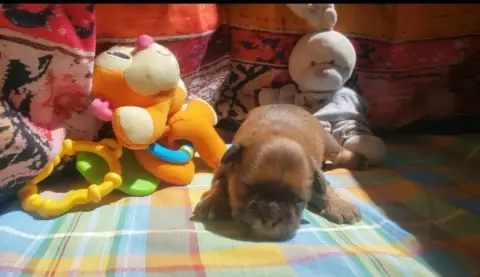 Lhassa Apso photo 3