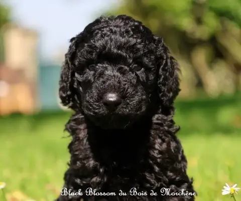 Caniche  Black Blossom Du Bois De Morchène photo 2