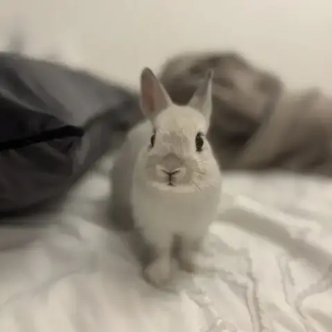 Lapin Nain