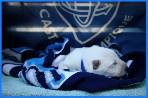 Berger Blanc Suisse  Miss Bleue Des Sentinelles D'Art 470d2