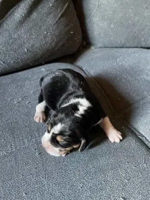 Beagle  Chiot 2 De L'Antre Des Jacks photo 2