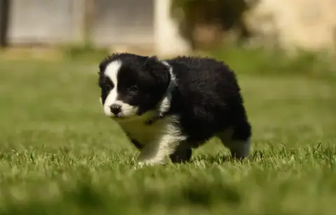 Border Collie  Chiot N°5 Des Collines De Sagne photo 2