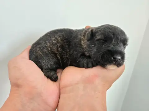 Scottish Terrier photo 2