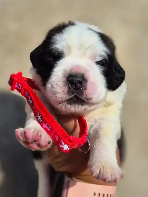 Chien Du Saint-